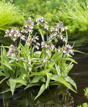 Carica l'immagine nel visualizzatore di Gallery, Epipactis Palustris (Orchidea delle Paludi)