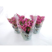 Carica l'immagine nel visualizzatore di Gallery, Gaultheria Mucronata