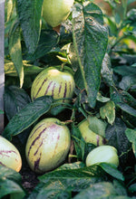 Carica l'immagine nel visualizzatore di Gallery, Solanum Muricatum "Pepino Gold"