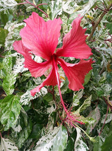 Carica l'immagine nel visualizzatore di Gallery, Hibiscus Rosa Sinensis Variegata