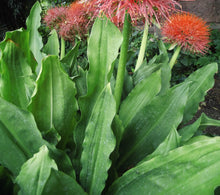 Carica l'immagine nel visualizzatore di Gallery, Scadoxus Multiflorus
