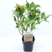Carica l'immagine nel visualizzatore di Gallery, Weigela Florida "Red Prince"