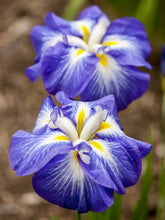 Carica l'immagine nel visualizzatore di Gallery, Iris Ensata "Gusto"