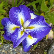 Carica l'immagine nel visualizzatore di Gallery, Iris Ensata "Gusto"