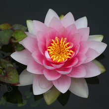 Carica l'immagine nel visualizzatore di Gallery, Nymphea Marliacea Rosea