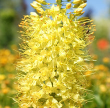 Carica l'immagine nel visualizzatore di Gallery, Eremurus "Solid Yellow"