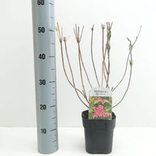 Carica l'immagine nel visualizzatore di Gallery, Weigela Florida "Red Prince"