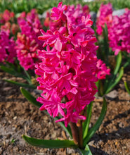 Carica l'immagine nel visualizzatore di Gallery, Hyacinthus "Jan Bos" in bulbi
