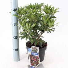 Carica l'immagine nel visualizzatore di Gallery, Pieris Japonica "Katsura"