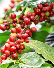 Carica l'immagine nel visualizzatore di Gallery, Coffee Arabica - Pianta del caffè