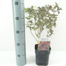 Carica l'immagine nel visualizzatore di Gallery, Weigela Florida "Nana Purpurea"