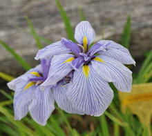 Carica l'immagine nel visualizzatore di Gallery, Iris Ensata "Royal Pageant"