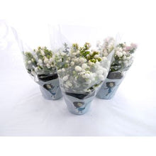 Carica l'immagine nel visualizzatore di Gallery, Gaultheria Mucronata (bianco)