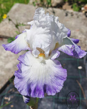 Carica l'immagine nel visualizzatore di Gallery, Iris Barbata Alta "Alizès"