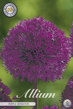 Carica l'immagine nel visualizzatore di Gallery, Allium "Purple Sensation"
