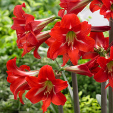 Carica l'immagine nel visualizzatore di Gallery, Amaryllis Sonatini