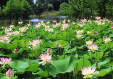 Carica l'immagine nel visualizzatore di Gallery, Nelumbium Nucifera colore casuale