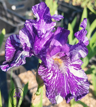 Carica l'immagine nel visualizzatore di Gallery, Iris Barbata Intermedia "Batik"