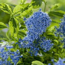 Carica l'immagine nel visualizzatore di Gallery, Ceanothus Thyrsiflorum "El Dorado"