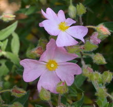 Carica l'immagine nel visualizzatore di Gallery, Cistus Argenteus "Silver Pink"