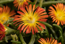 Carica l'immagine nel visualizzatore di Gallery, Delosperma Cooperi "Delmara Orange"