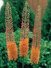Carica l'immagine nel visualizzatore di Gallery, Eremurus "Cleopatra"