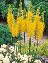 Carica l'immagine nel visualizzatore di Gallery, Eremurus "Solid Yellow"