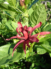 Carica l'immagine nel visualizzatore di Gallery, Calycanthus Fertilis