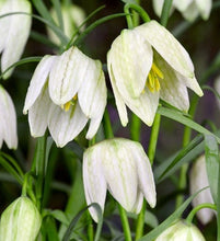 Carica l'immagine nel visualizzatore di Gallery, Fritillaria Melagris "Alba"
