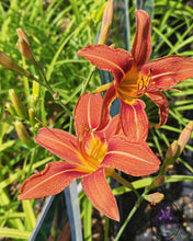 Carica l'immagine nel visualizzatore di Gallery, Hemerocallis "Fulva"