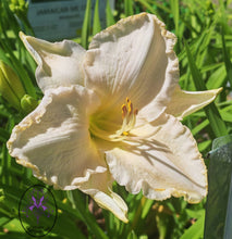 Carica l'immagine nel visualizzatore di Gallery, Hemerocallis "Girl Scout"
