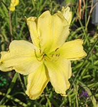 Carica l'immagine nel visualizzatore di Gallery, Hemerocallis "Girl Scout"