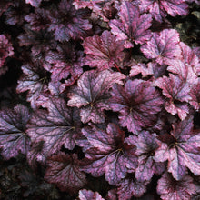 Carica l'immagine nel visualizzatore di Gallery, Heuchera Micrantha "Palace Purple"