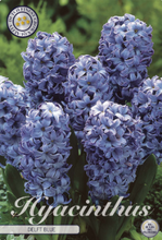 Carica l'immagine nel visualizzatore di Gallery, Hyacinthus "Delft Blue" in bulbi