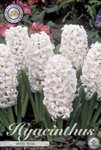 Carica l'immagine nel visualizzatore di Gallery, Hyacinthus "White Pearl" in bulbi