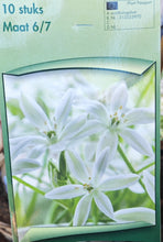 Carica l'immagine nel visualizzatore di Gallery, Ornithogalum Umbellatum