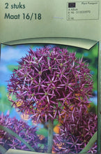 Carica l'immagine nel visualizzatore di Gallery, Allium "Christophii"