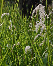 Carica l'immagine nel visualizzatore di Gallery, Imperata Cylindrica