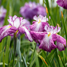 Carica l'immagine nel visualizzatore di Gallery, Iris Ensata "Harlequinesque"