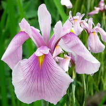 Carica l'immagine nel visualizzatore di Gallery, Iris Laevigata "Rose Queen"