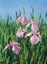 Carica l'immagine nel visualizzatore di Gallery, Iris Laevigata "Rose Queen"