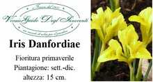 Carica l'immagine nel visualizzatore di Gallery, Iris Danfordiae