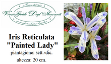 Carica l'immagine nel visualizzatore di Gallery, Iris Reticulata "Painted Lady"