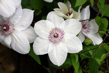 Carica l'immagine nel visualizzatore di Gallery, Clematis Hybrida "Miss Bateman"