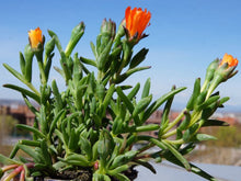 Carica l'immagine nel visualizzatore di Gallery, Delosperma Cooperi "Delmara Orange"