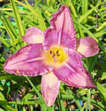 Carica l'immagine nel visualizzatore di Gallery, Hemerocallis "Mildred Michelle"