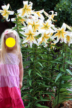 Carica l'immagine nel visualizzatore di Gallery, Lilium "Mister Pistache"