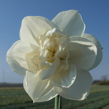 Carica l'immagine nel visualizzatore di Gallery, Narcissus "Androcles"