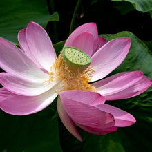 Carica l'immagine nel visualizzatore di Gallery, Nelumbium Nucifera colore casuale