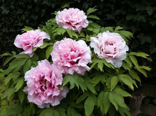 Carica l'immagine nel visualizzatore di Gallery, Paeonia Suffruticosa "Jin Hong Qiao Dui"